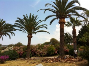 Elagage Grands Palmiers