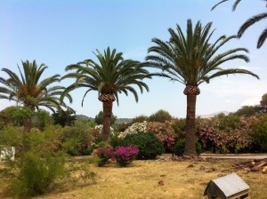Elagage Grands Palmiers