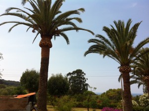 Elagage Grands Palmiers