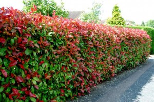Entretien Photinia