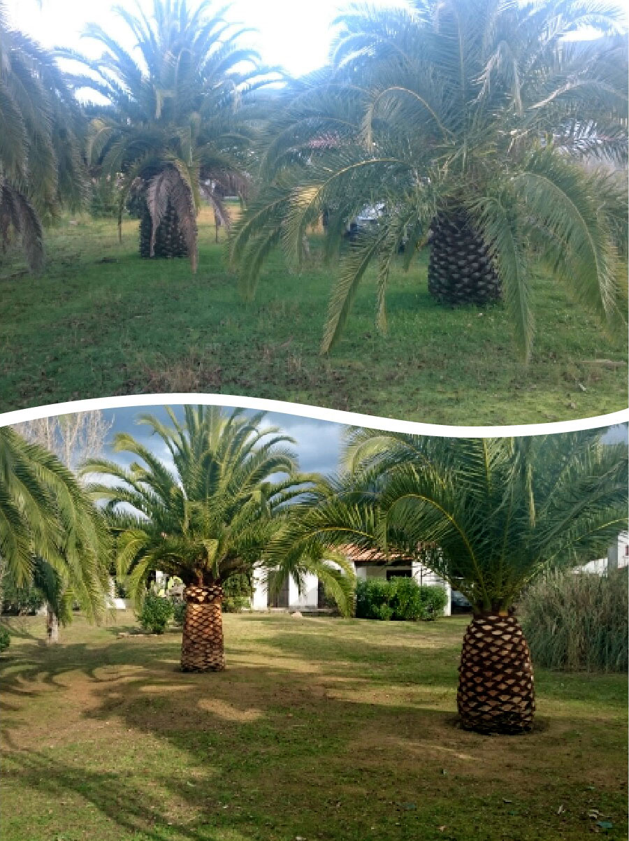 Élagage à Sagone