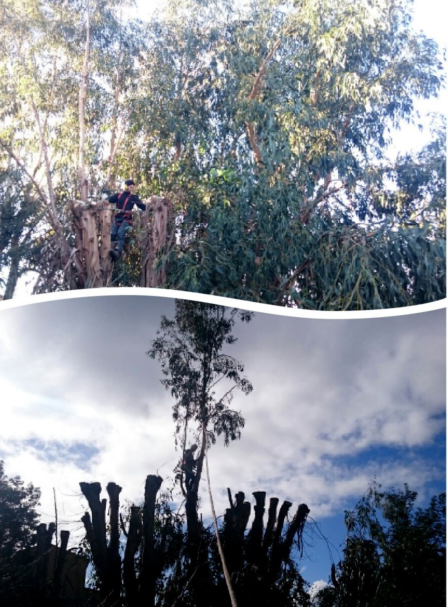Élagage Eucalyptus