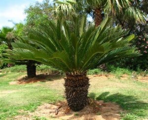 Taille Cyca